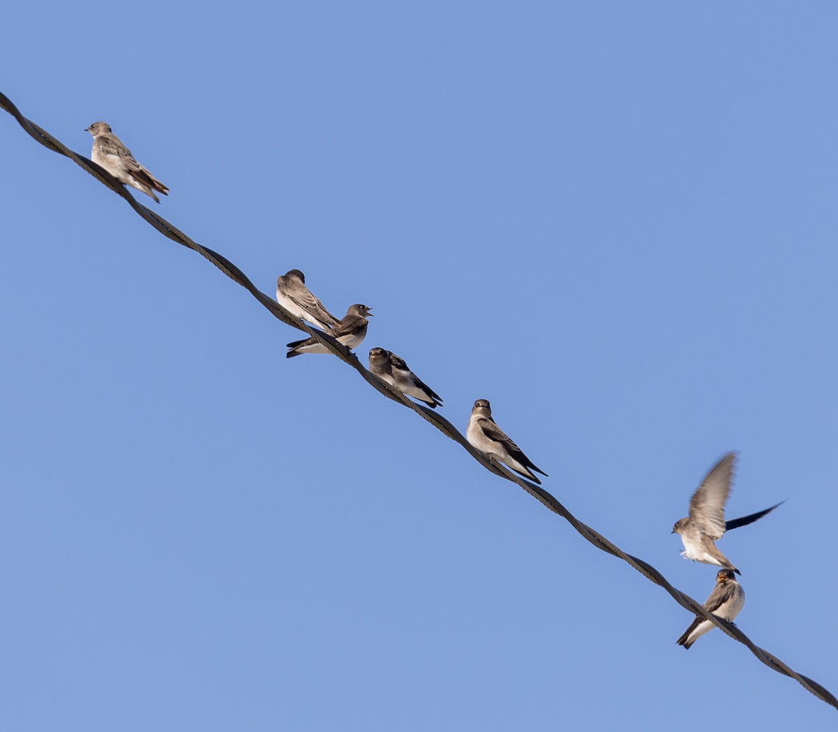 Northern Rough-winged Swallow - ML609791577