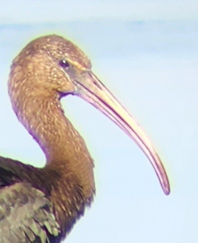 ibis hnědý - ML609791622