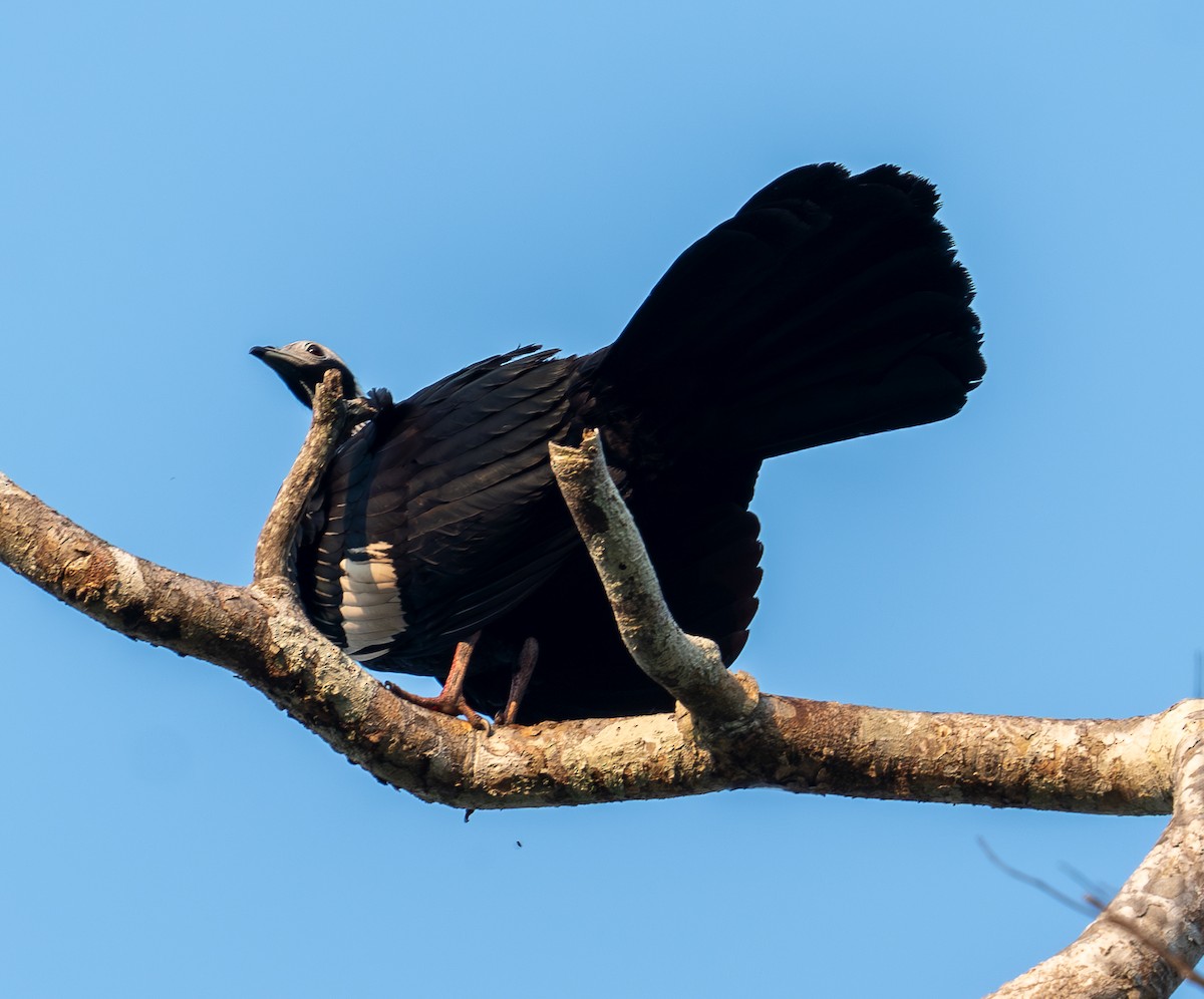 Blue-throated Piping-Guan - ML609791632