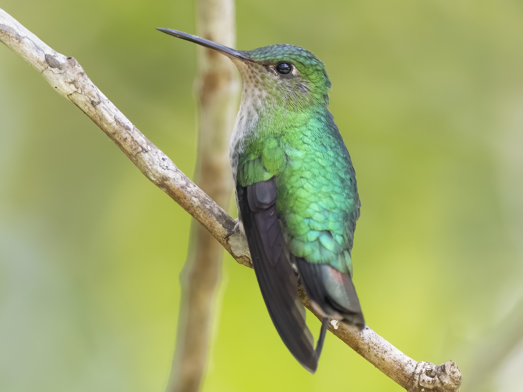 Violet-capped Hummingbird - Peter Hawrylyshyn
