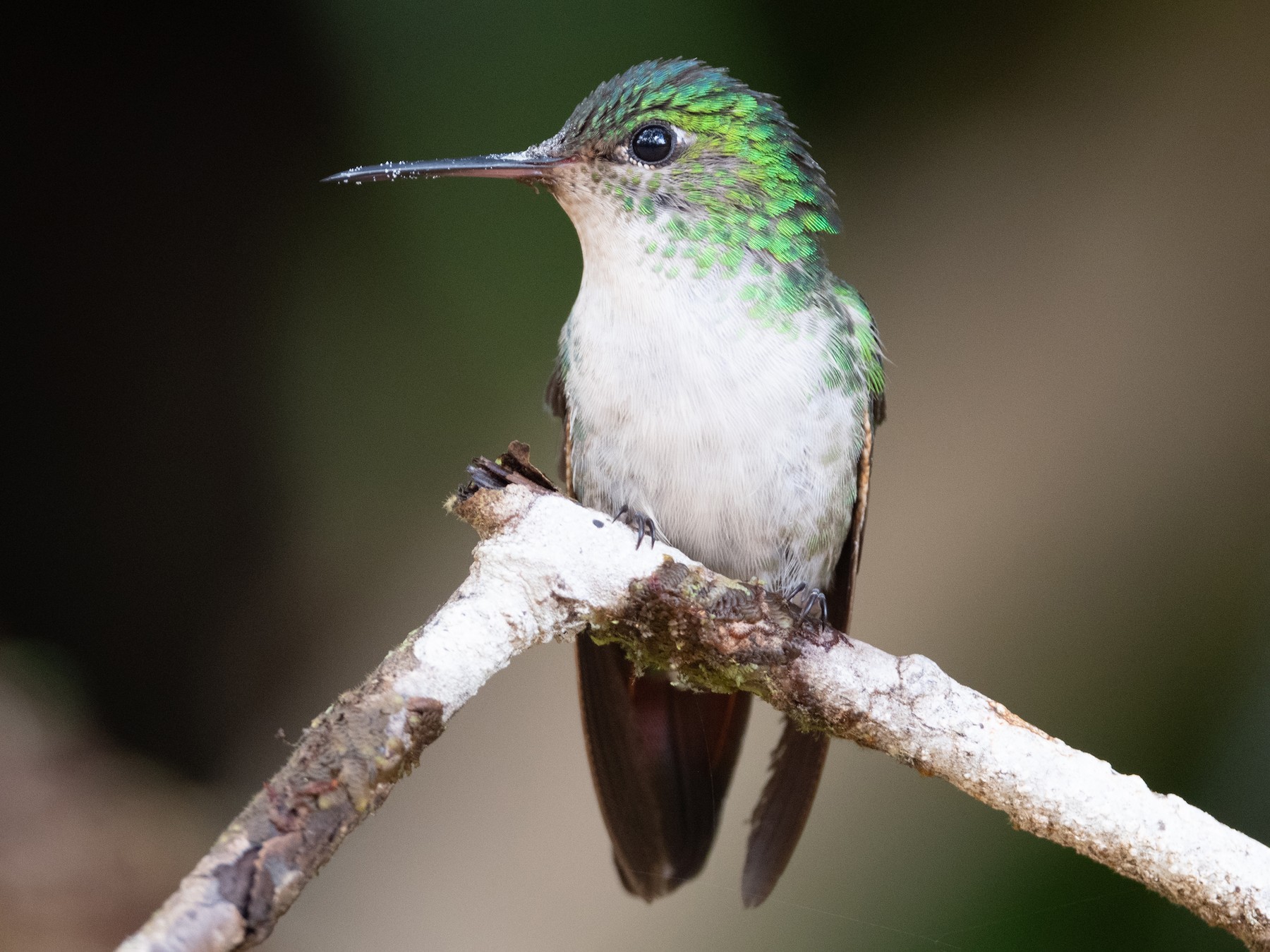 Violet-capped Hummingbird - John C. Mittermeier