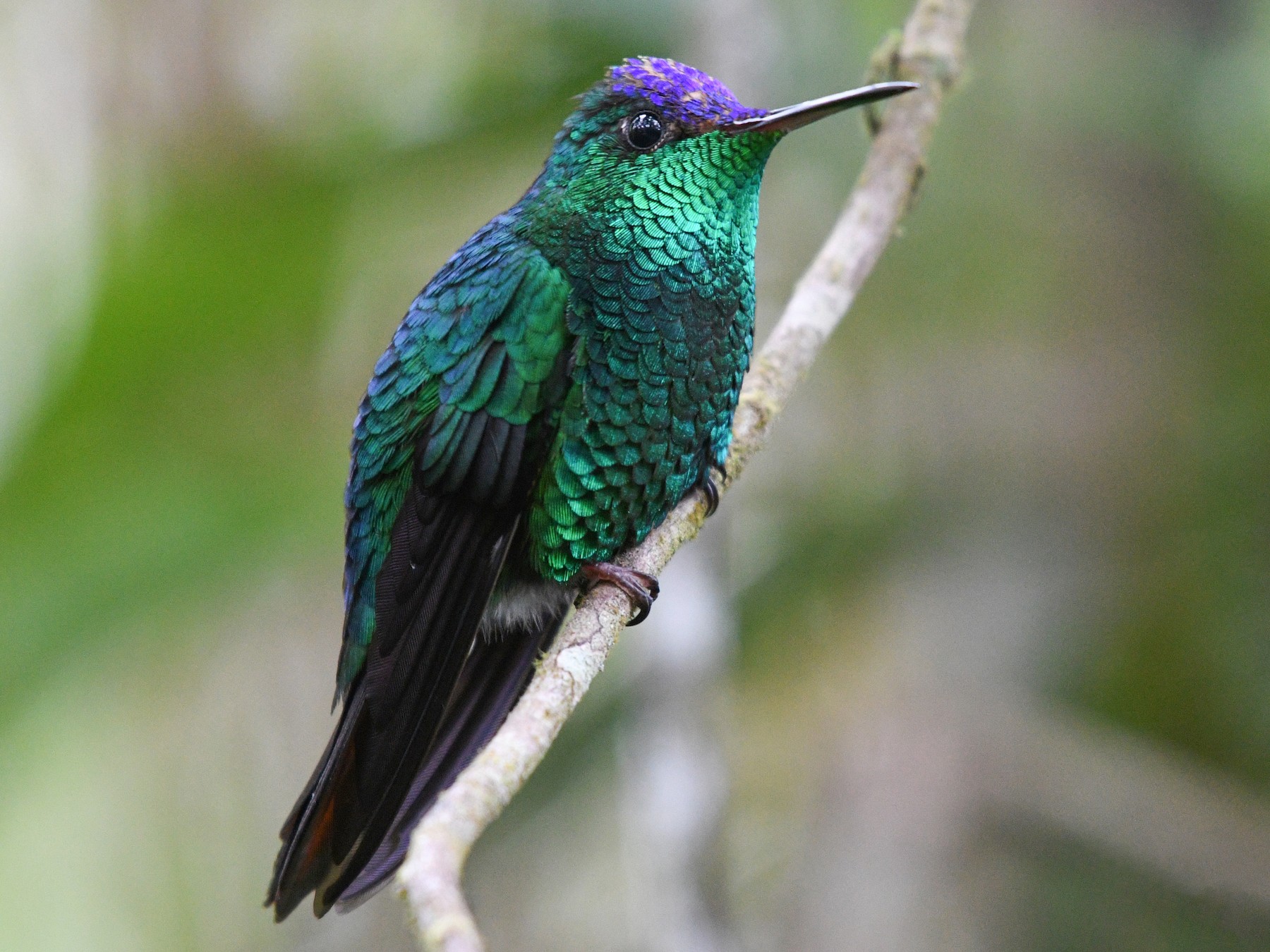 Violet-capped Hummingbird - Josanel Sugasti -photographyandbirdingtourspanama