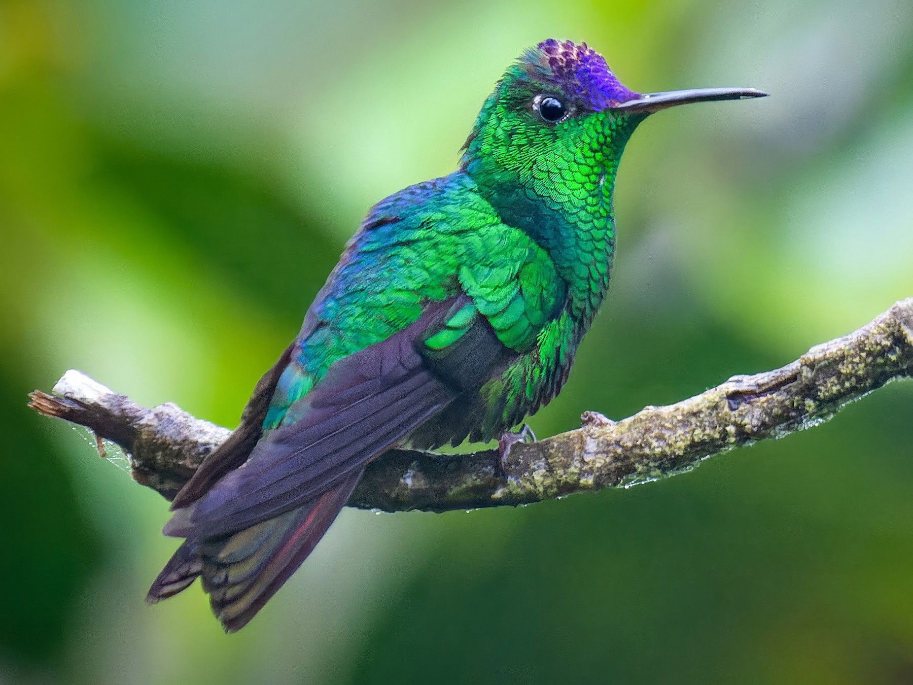 Violet-capped Hummingbird - Alexander Montero