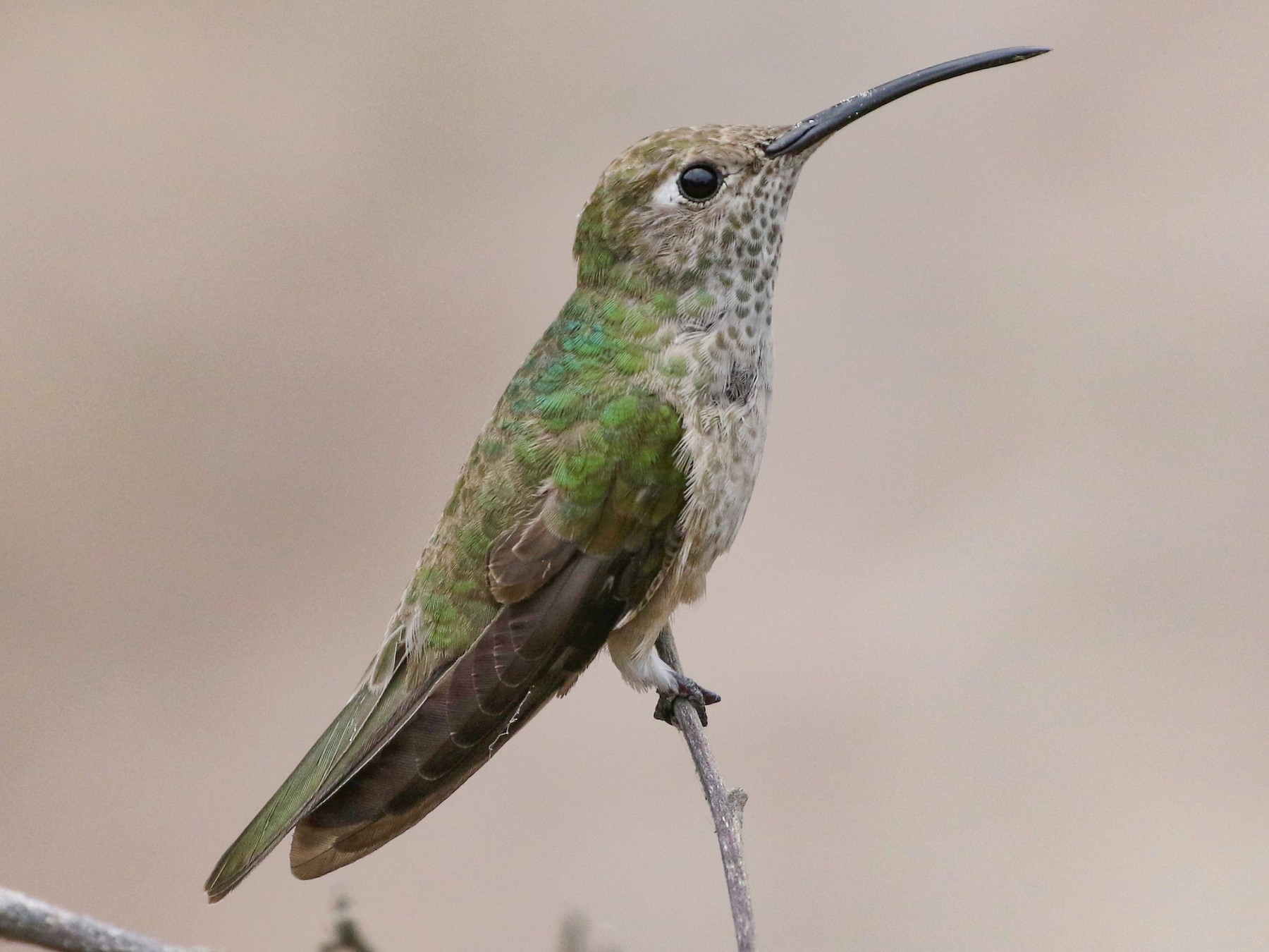 Spot-throated Hummingbird - eBird