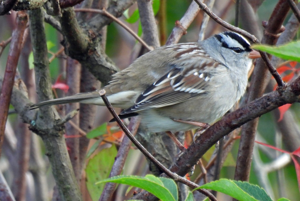 White-crowned Sparrow - ML609791856