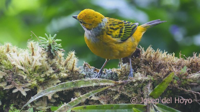 Silver-throated Tanager - ML609791897