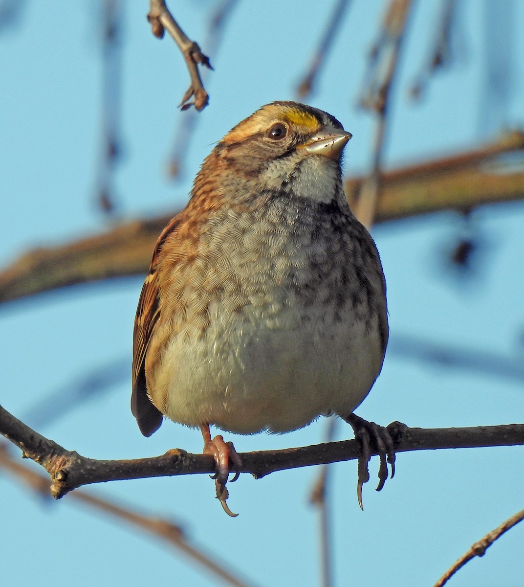 White-throated Sparrow - ML609791951