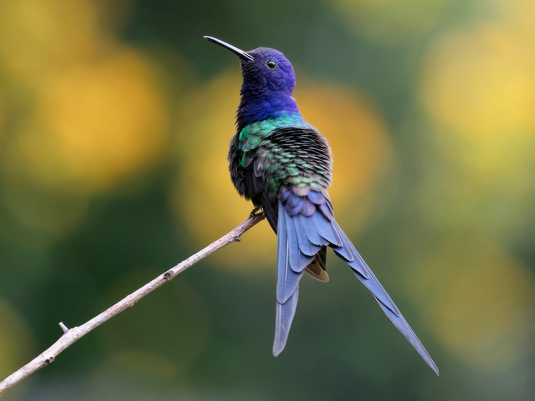 Swallow-tailed Hummingbird - Alexandre Gualhanone