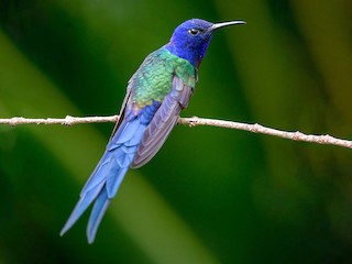 ツバメページ サンショクツバメ - eBird