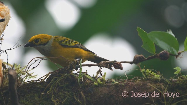Silver-throated Tanager - ML609792073