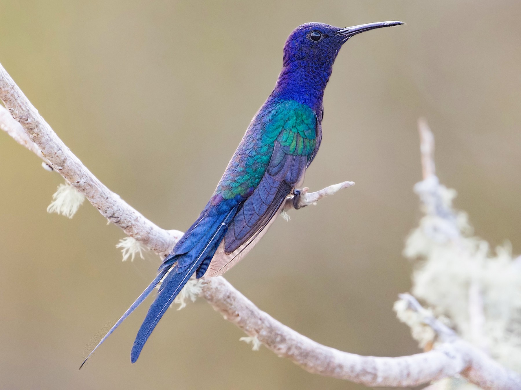 Swallow-tailed Hummingbird - Michel Gutierrez