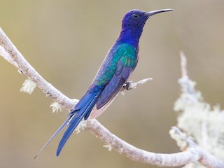 ツバメハチドリ - eBird