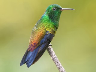 ミドリマンゴーハチドリ - eBird