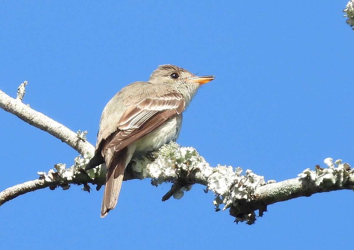 eBird Checklist 10 Oct 2023 Double Hammock Creek 33 species (+1 other taxa)