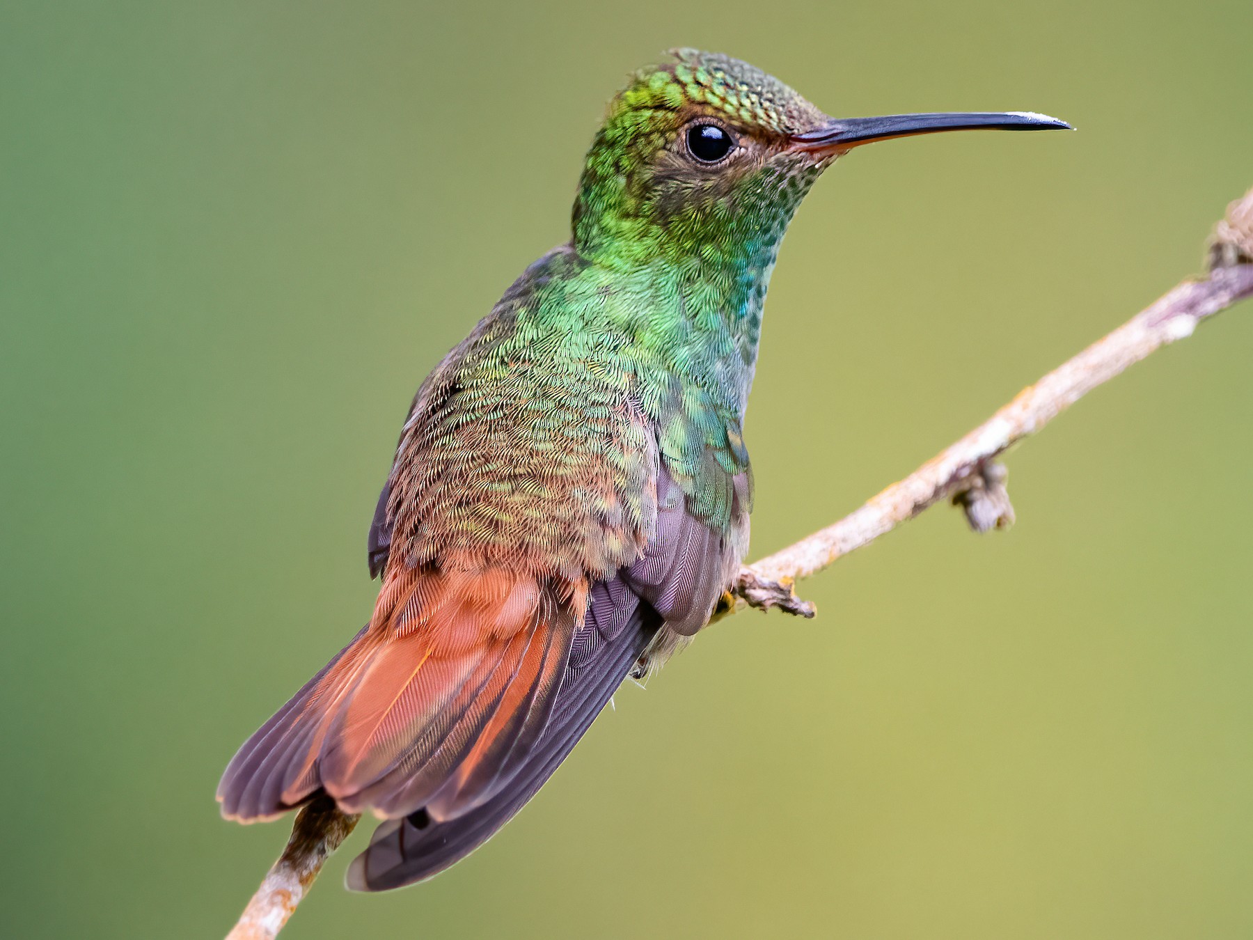 Rufous-tailed Hummingbird - Mason Maron