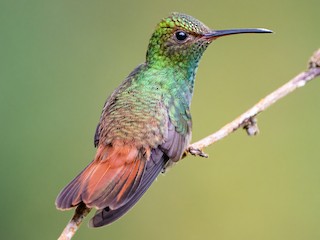  - Rufous-tailed Hummingbird