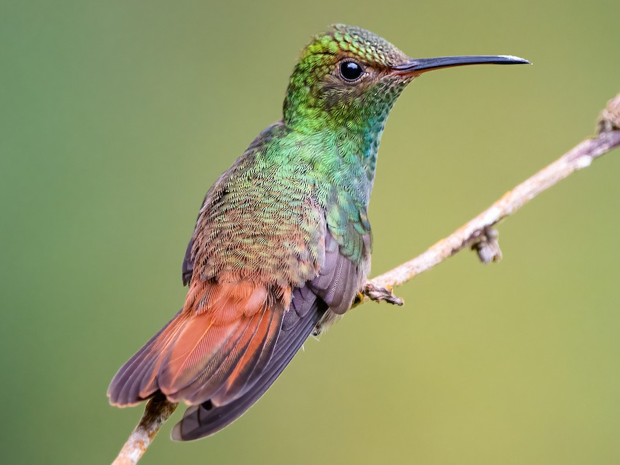 Rufous-tailed Hummingbird - eBird