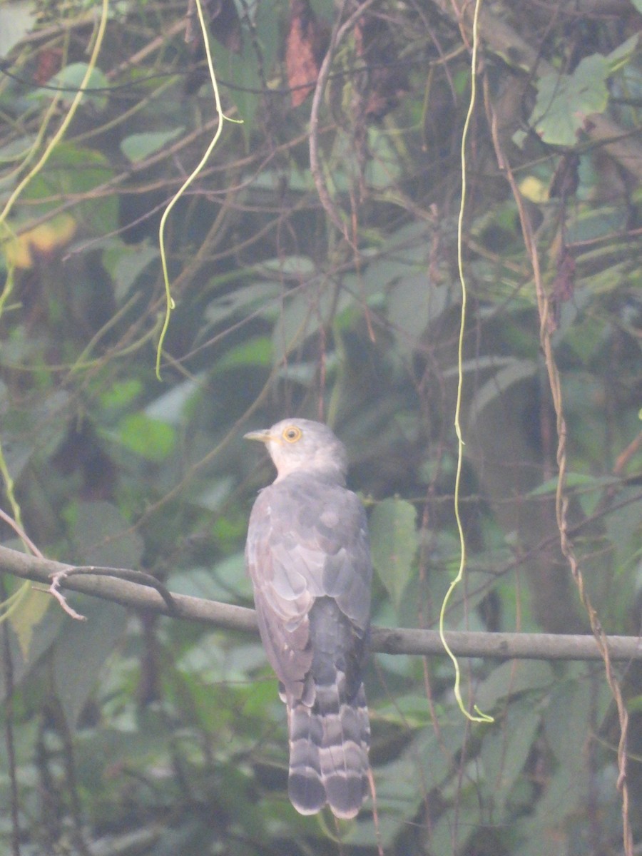Common Hawk-Cuckoo - ML609792554