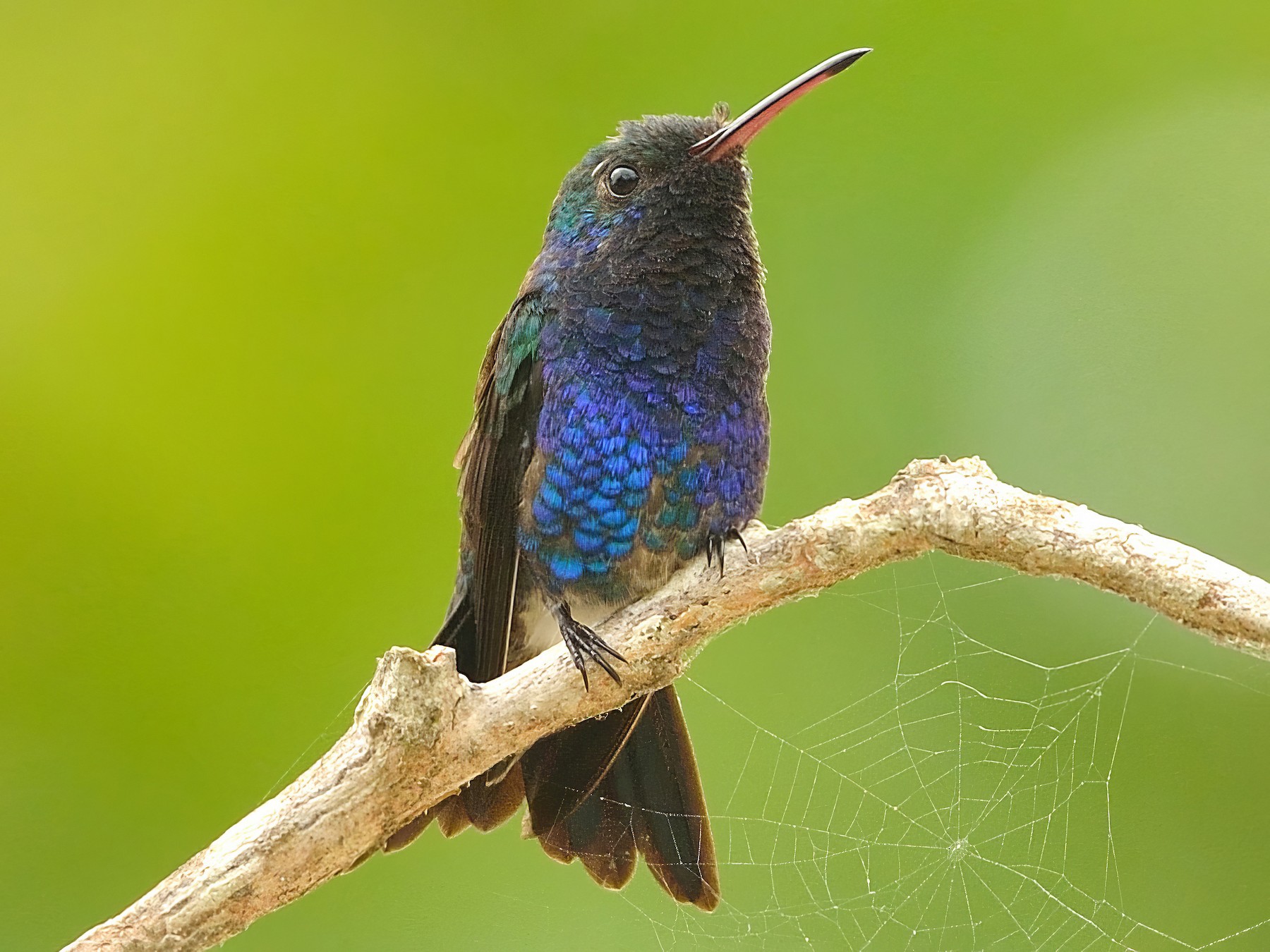 Sapphire-bellied Hummingbird - Neil Diaz