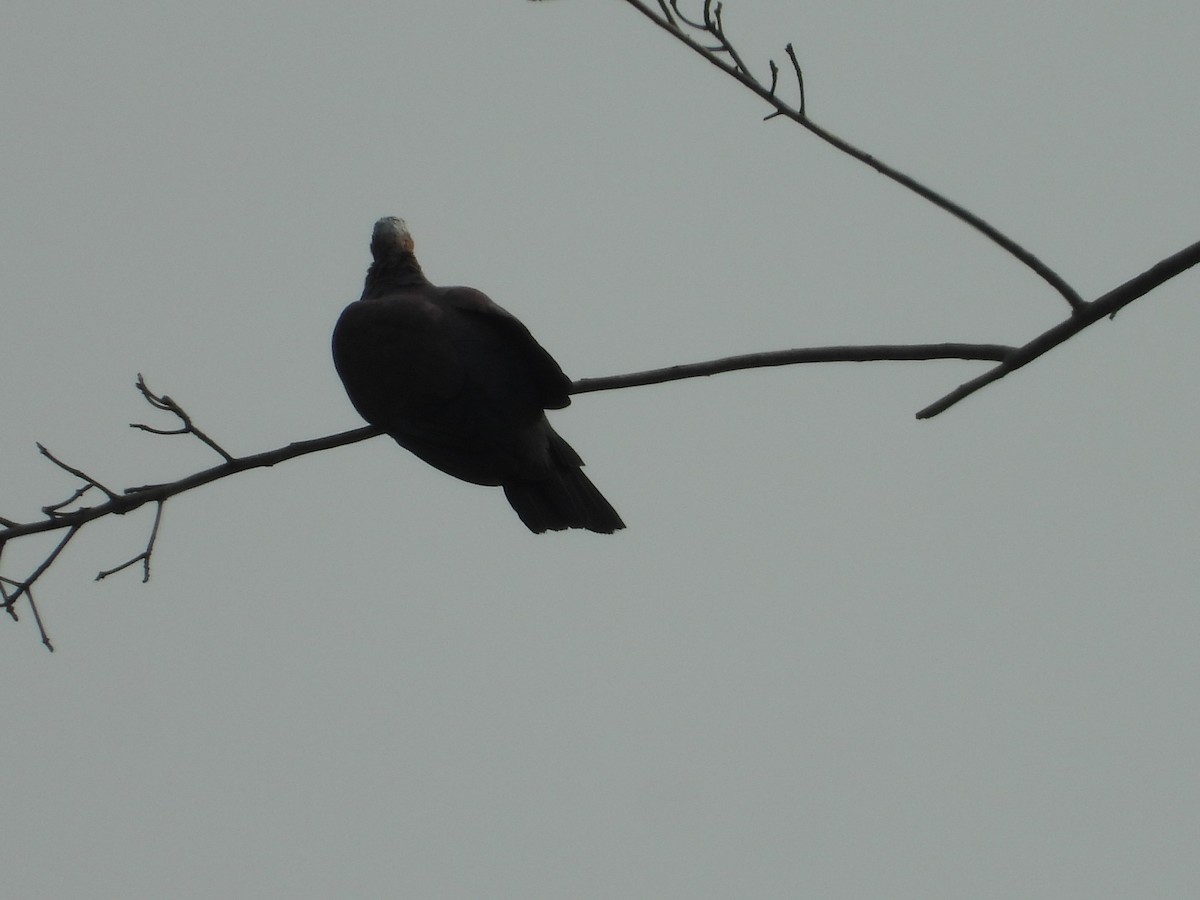 Pale-capped Pigeon - ML609793182