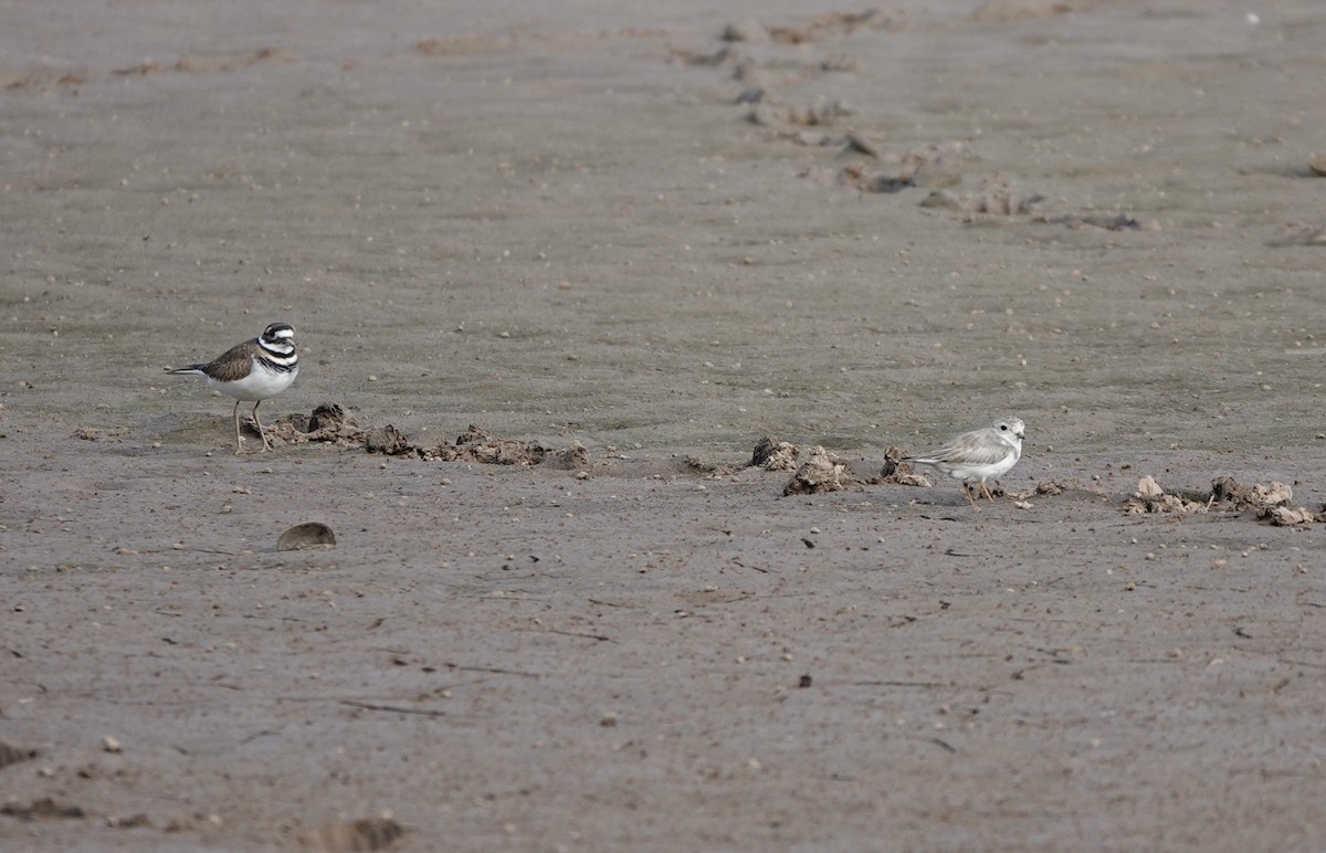 Piping Plover - ML609793252