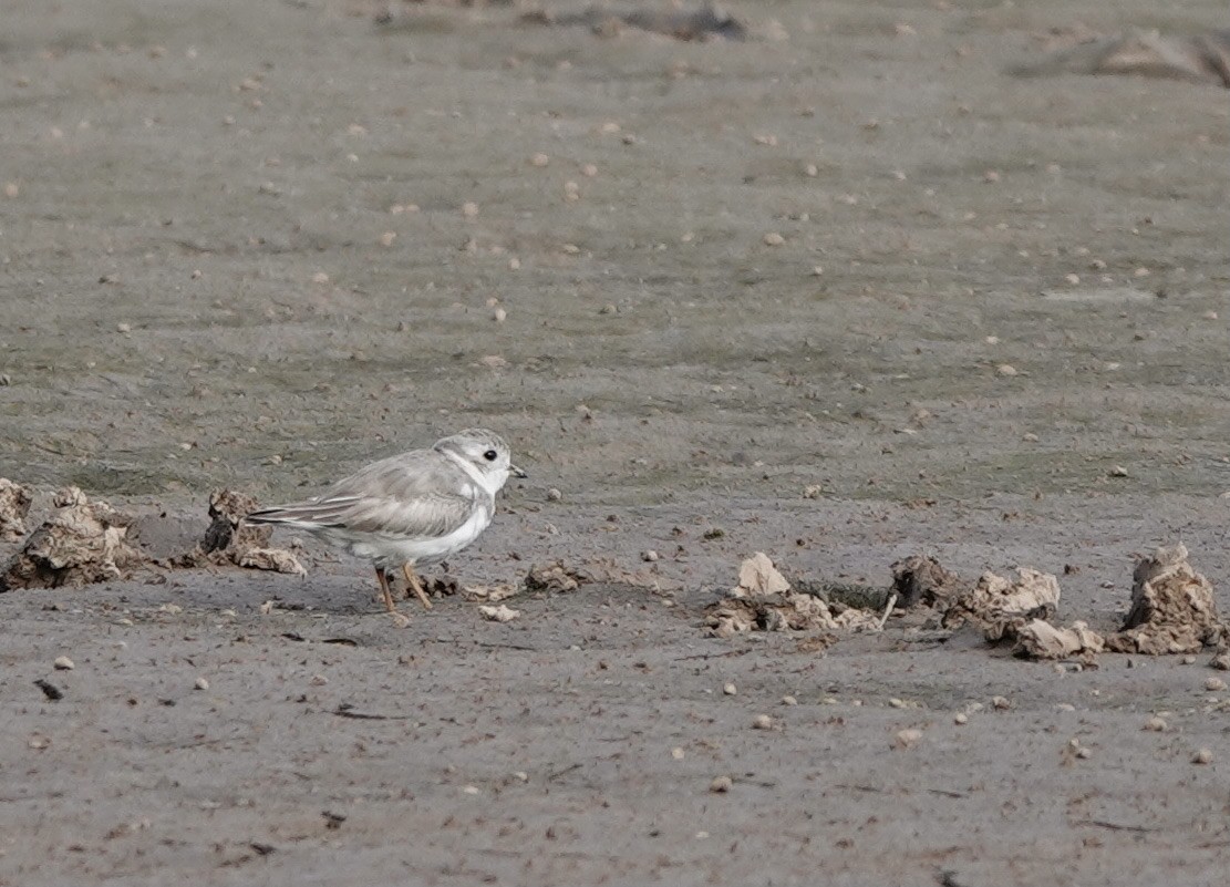 Piping Plover - ML609793256