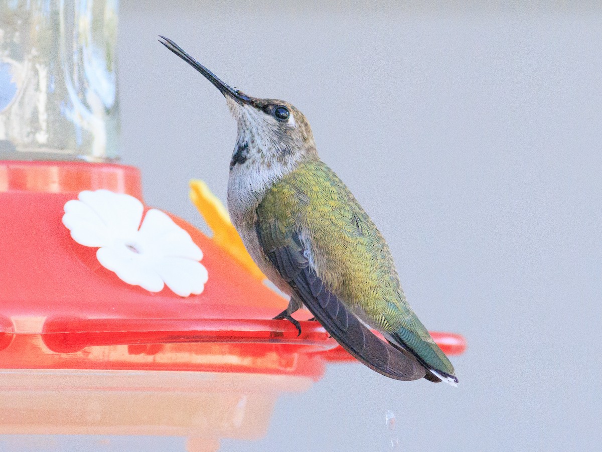 Black-chinned Hummingbird - ML609793960