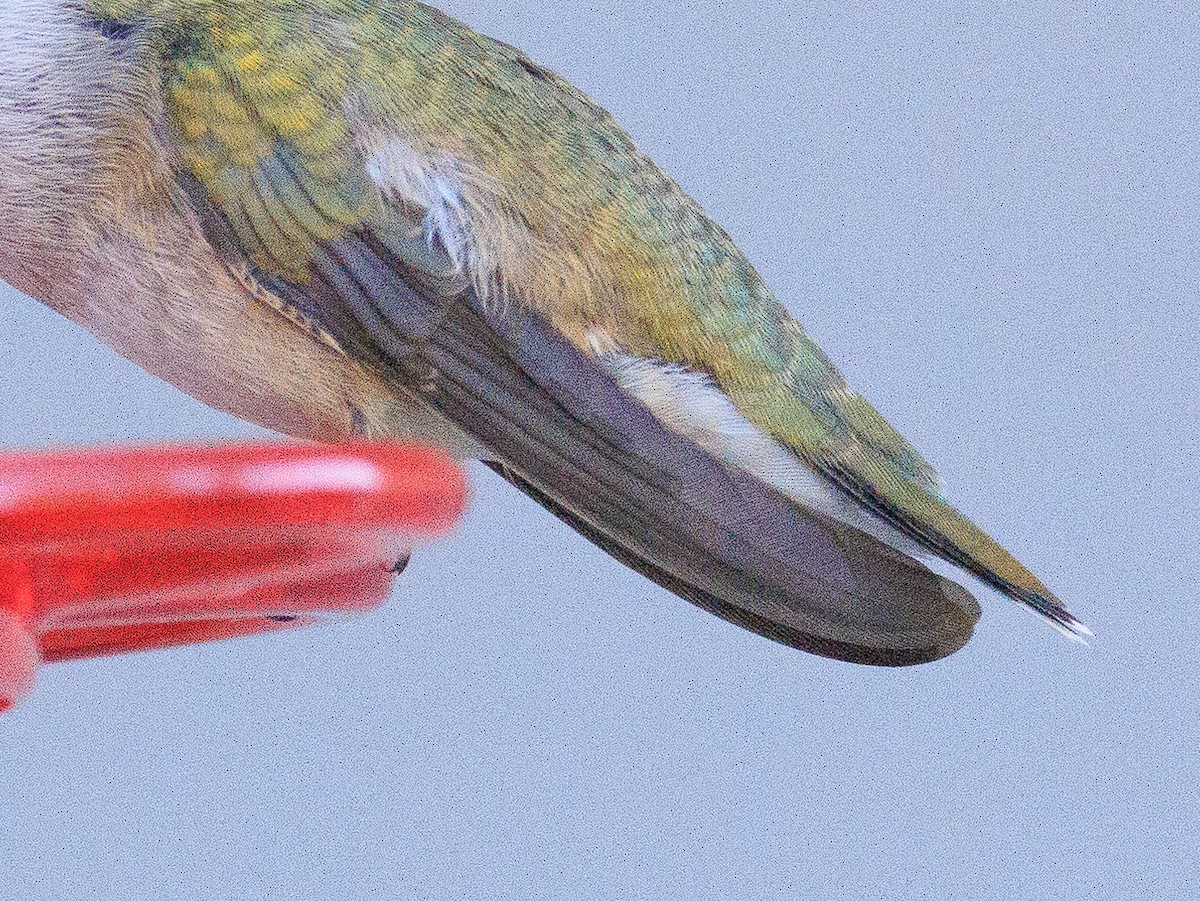 Black-chinned Hummingbird - ML609793961