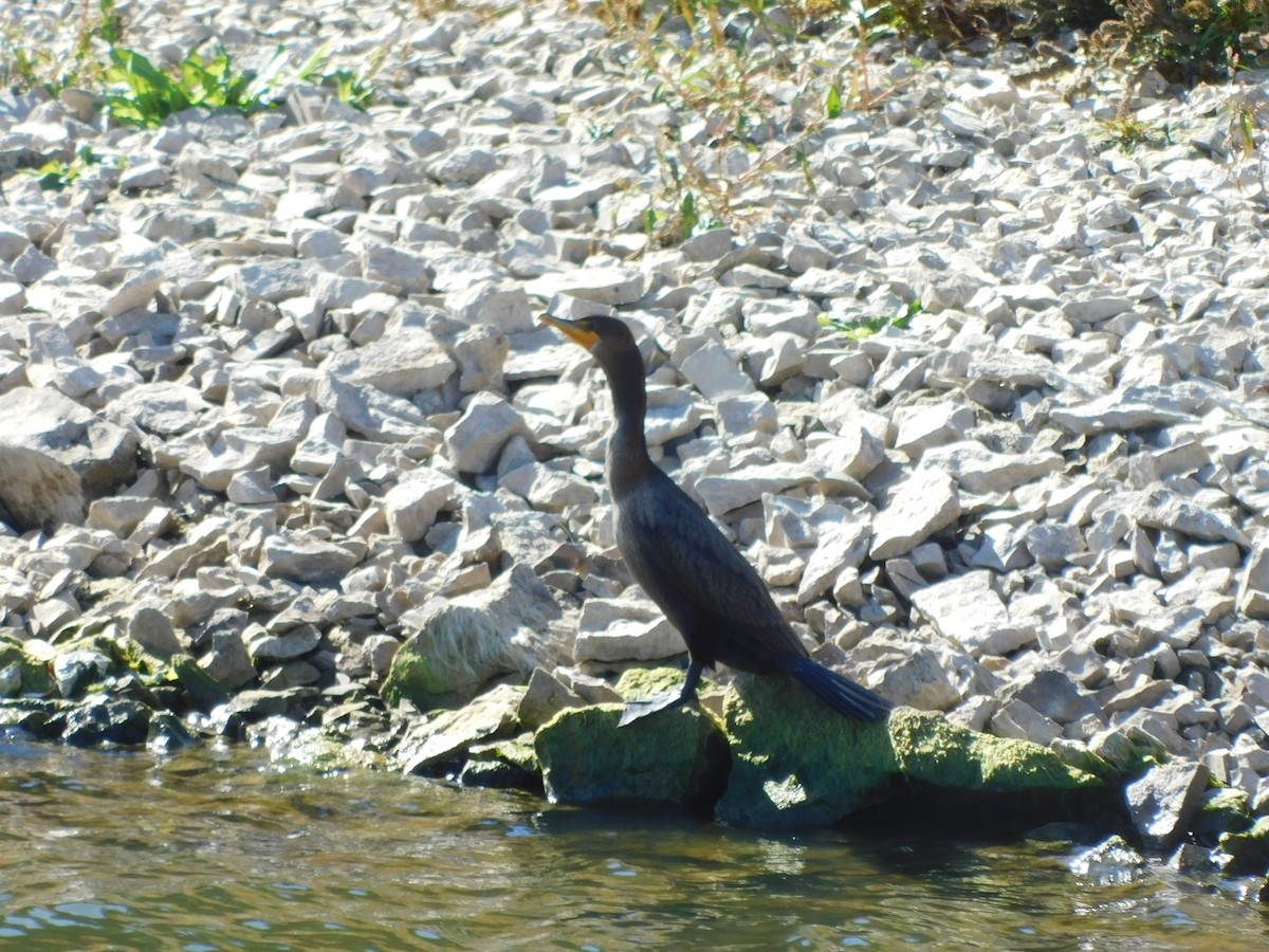 Double-crested Cormorant - Tim Boese