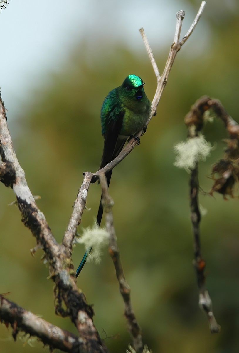 Long-tailed Sylph - ML609794258