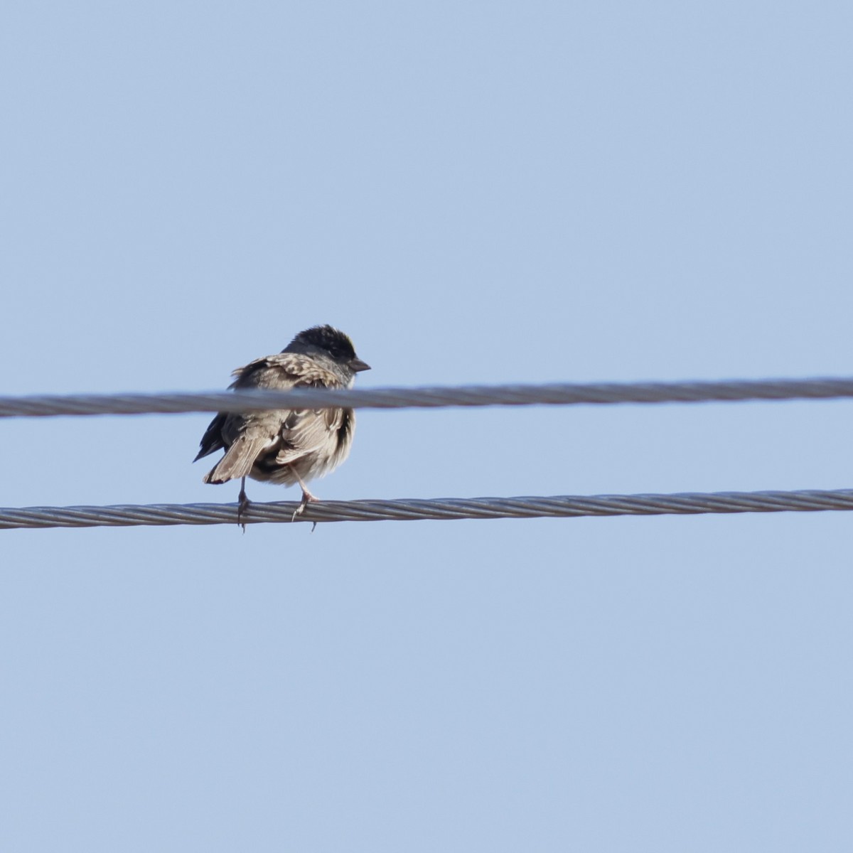 Golden-crowned Sparrow - ML609794450