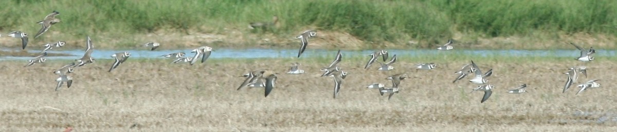 Semipalmated Plover - ML609794798