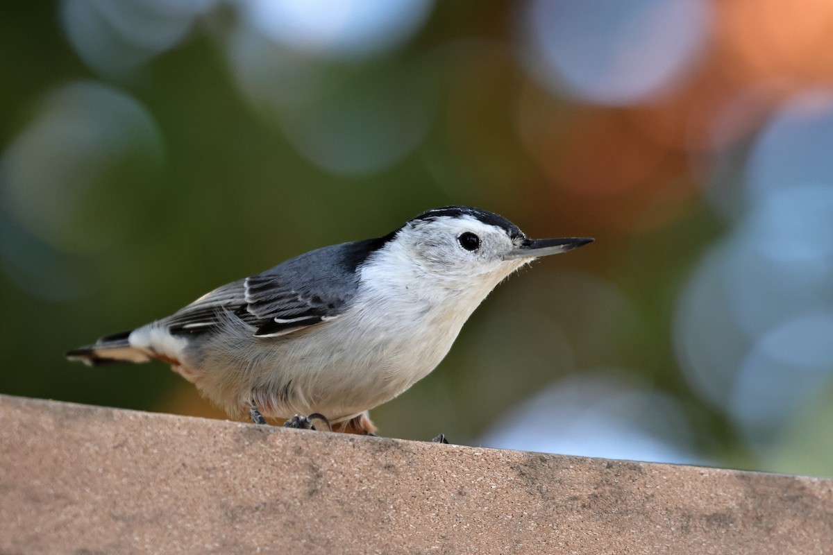 White-breasted Nuthatch - ML609794841