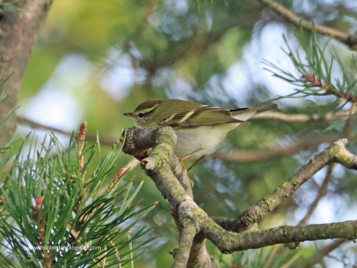 Yellow-browed Warbler - ML609795001