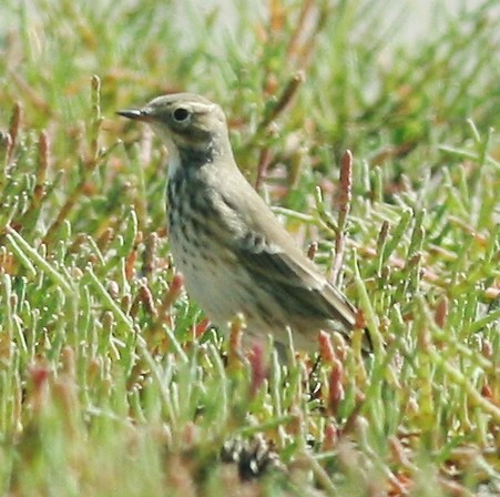 American Pipit - Debby Parker