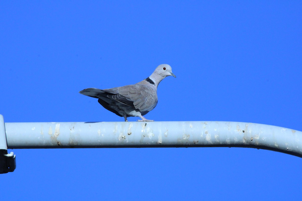 Eurasian Collared-Dove - ML609795285