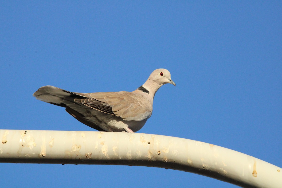 Eurasian Collared-Dove - ML609795303