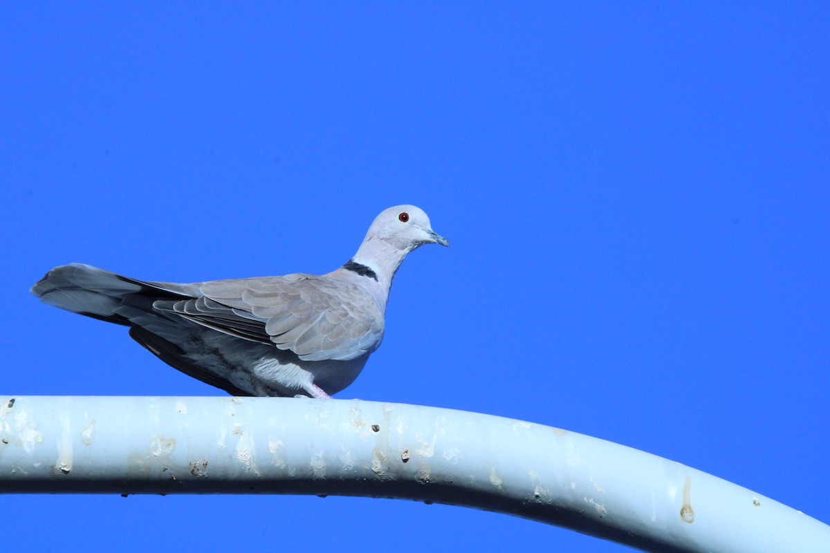 Eurasian Collared-Dove - ML609795304