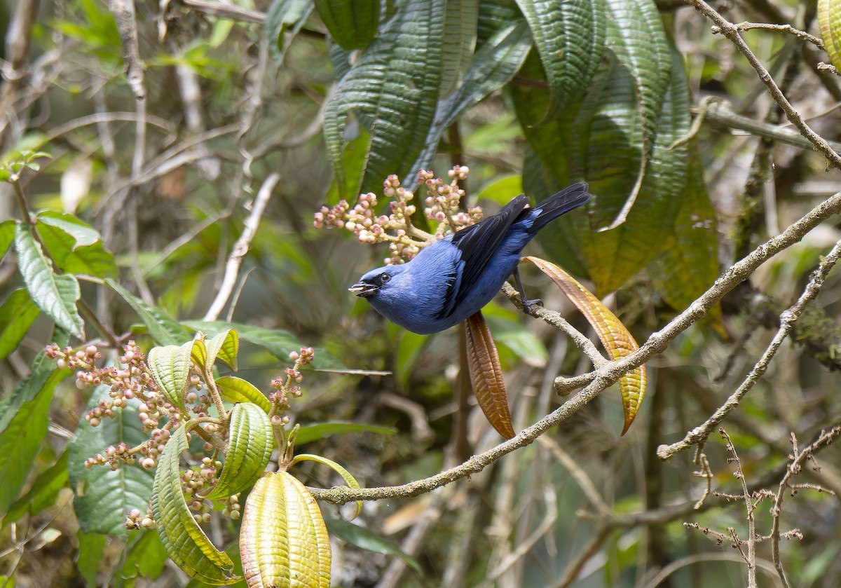 Blue-and-black Tanager (Blue-and-black) - ML609795591