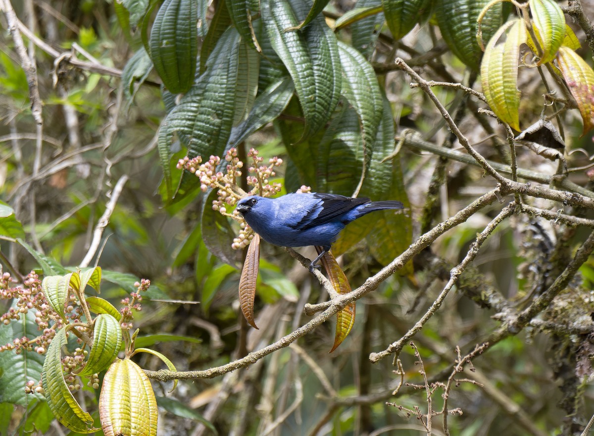 Blue-and-black Tanager (Blue-and-black) - ML609795592