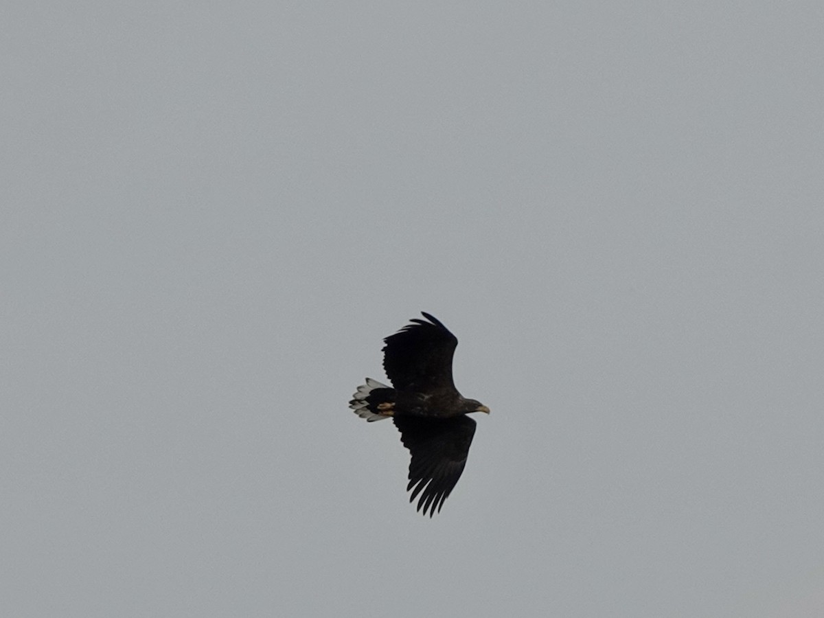 White-tailed Eagle - ML609795831