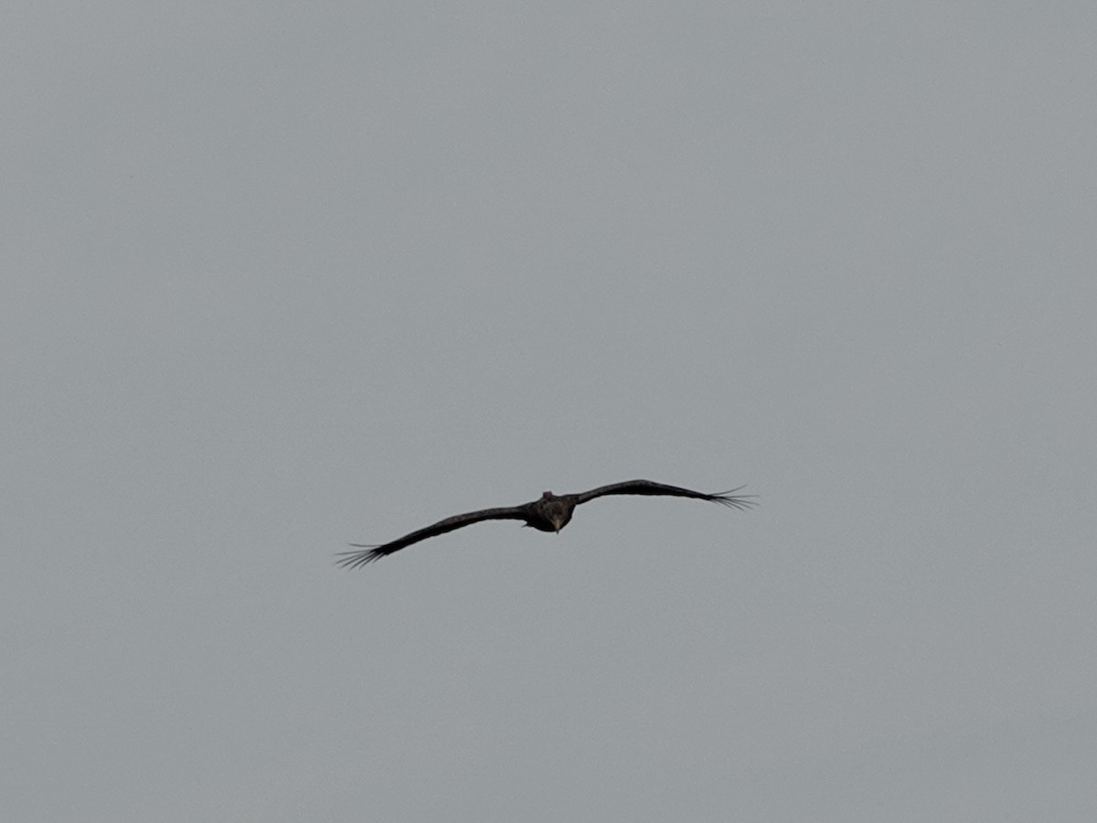 White-tailed Eagle - ML609795836