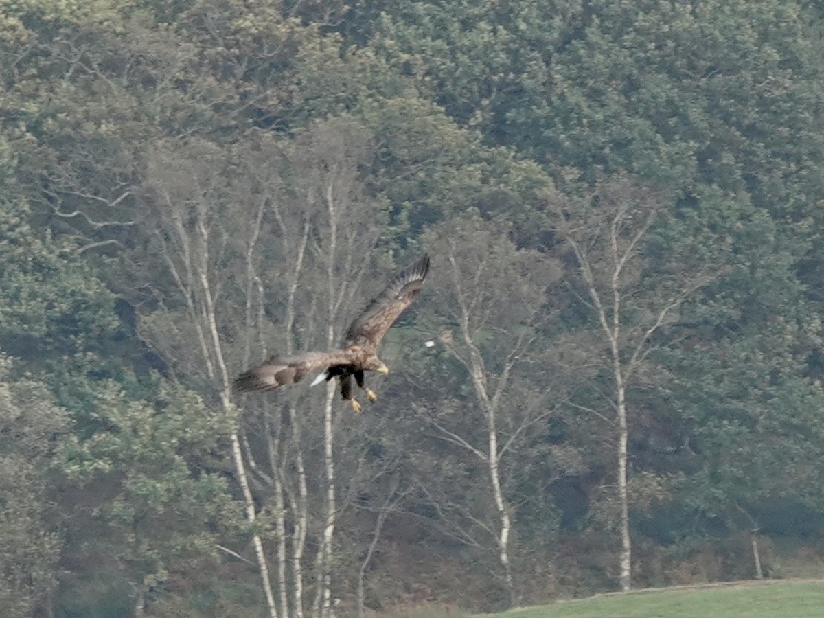 White-tailed Eagle - ML609795837