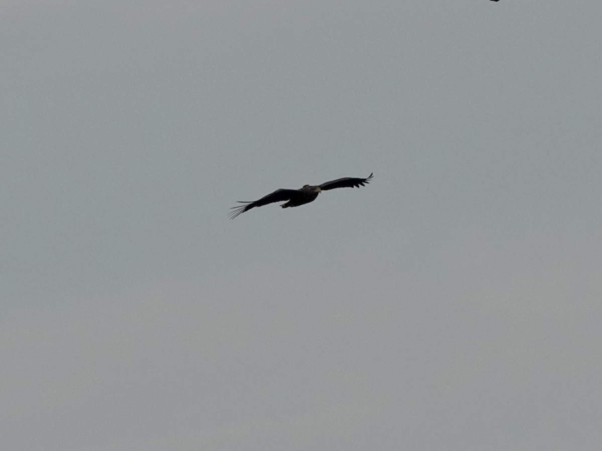 White-tailed Eagle - ML609795838