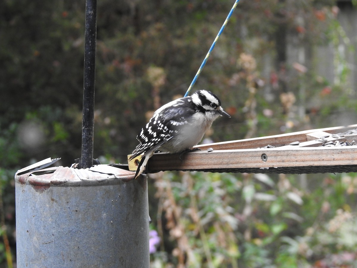 Downy Woodpecker - ML609795987
