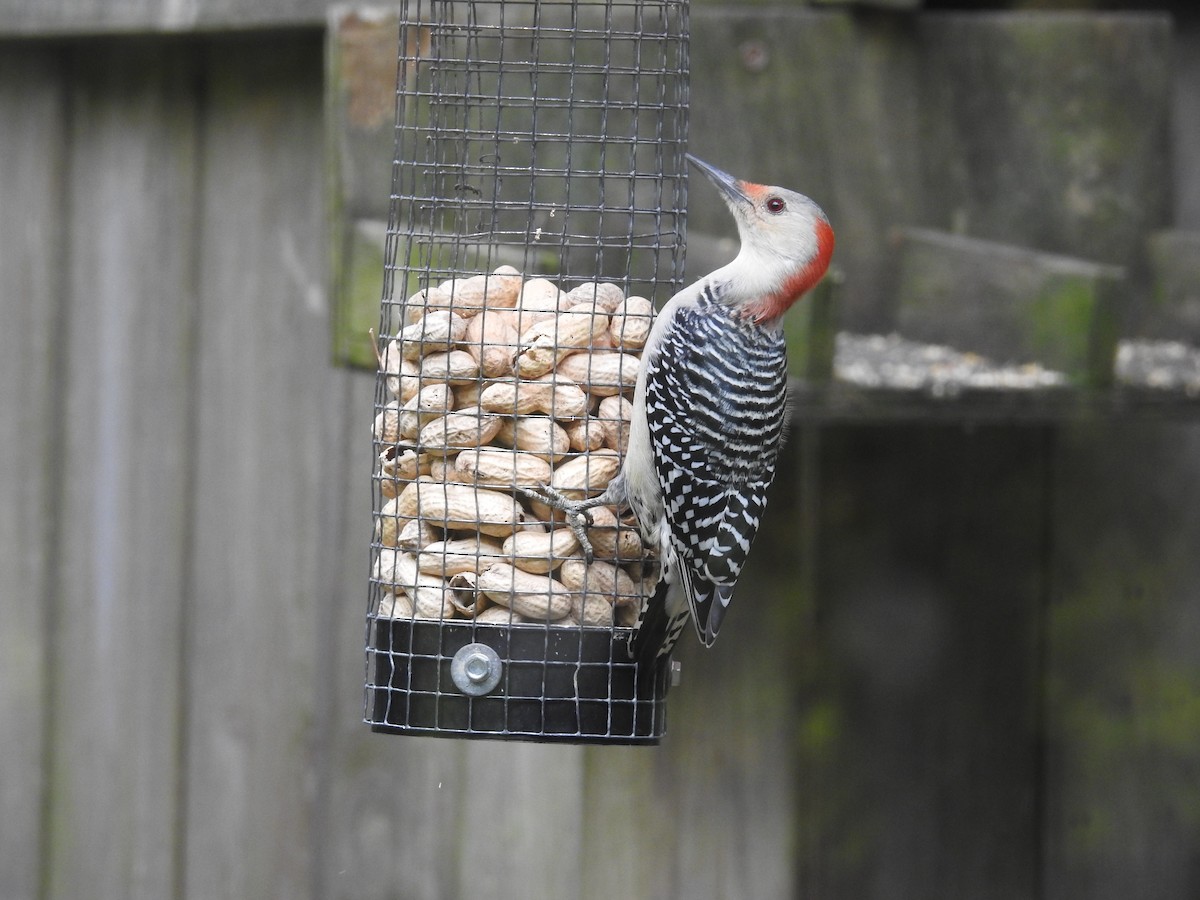 Red-bellied Woodpecker - ML609796053