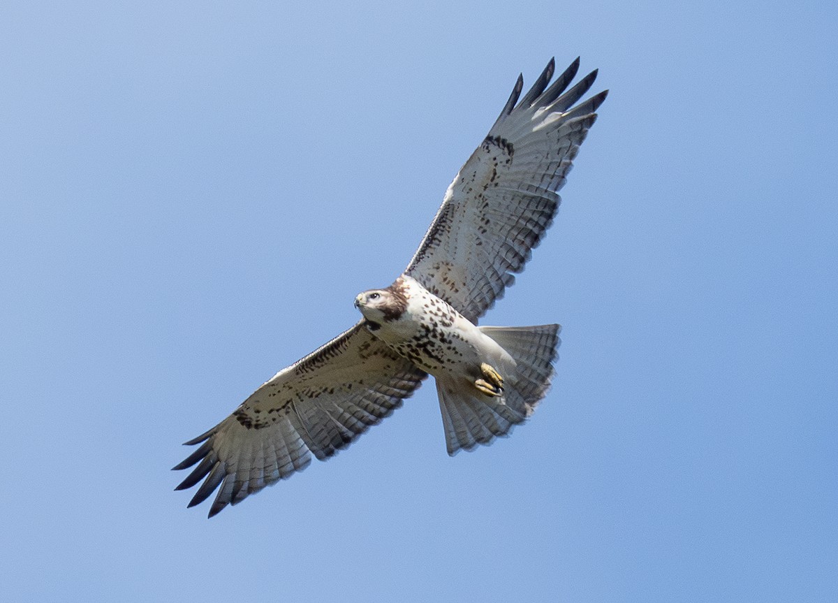 Red-tailed Hawk - ML609796186