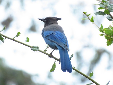 Steller's Jay - eBird