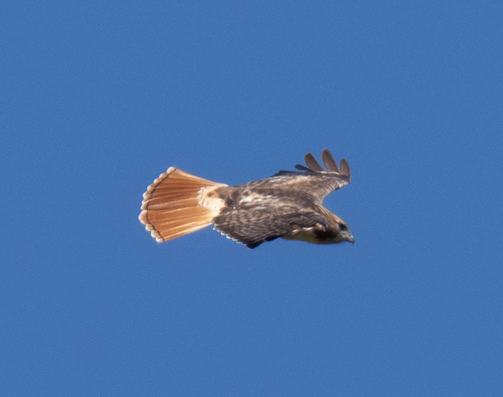 Red-tailed Hawk - ML609796200