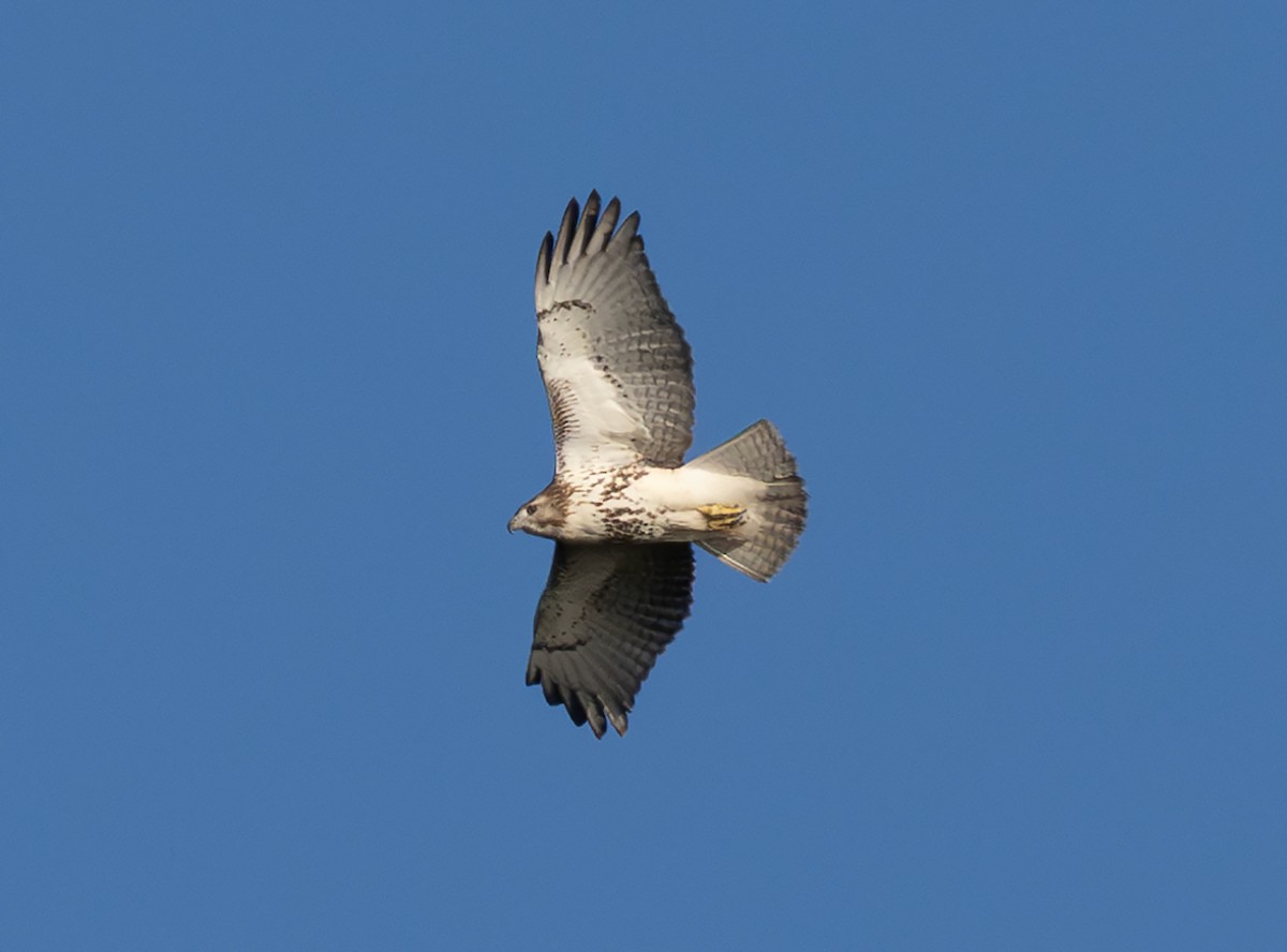 Red-tailed Hawk - ML609796241